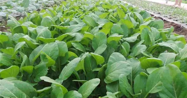 Chăn nuôi gà, Osaka, tuyển 4 Nam/Nữ